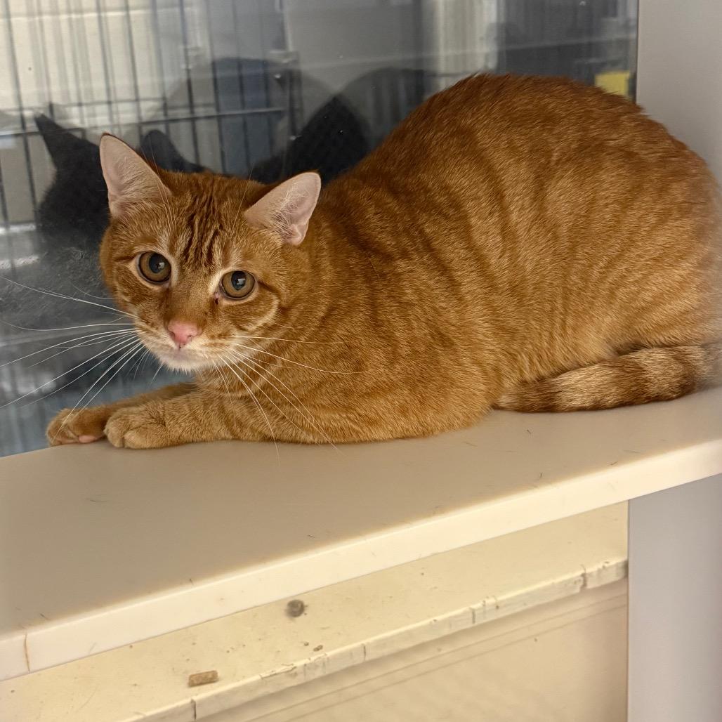 TUSC-Stray-83565 — thumbnail 2