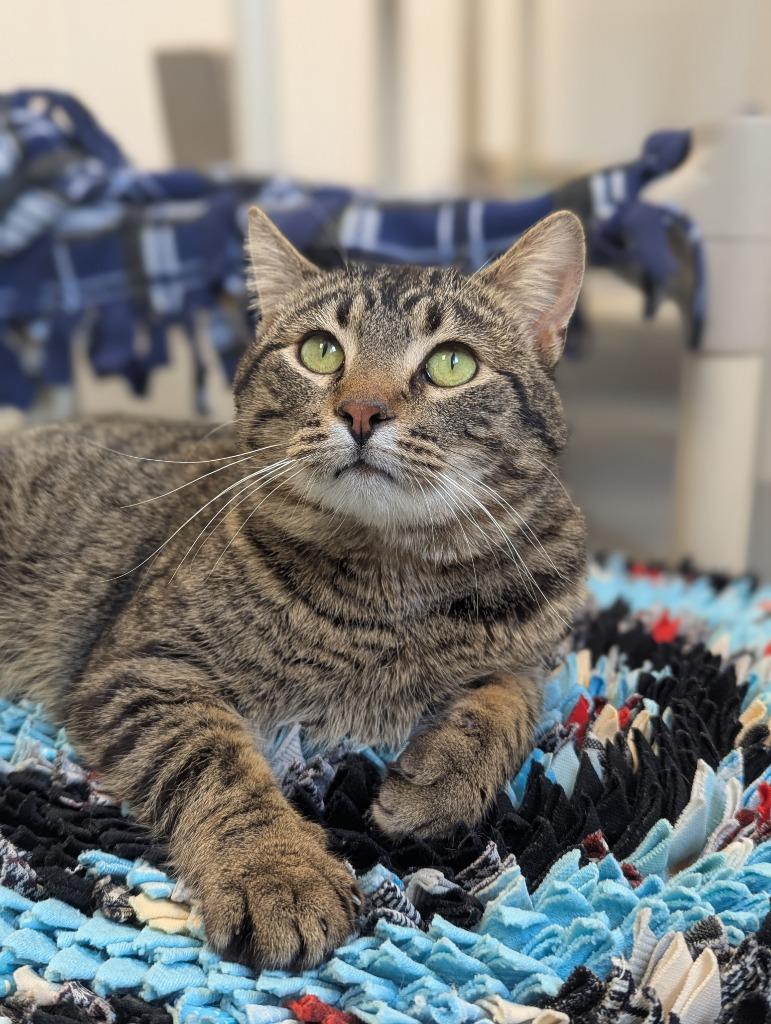 Bobber, a Adoptable mixed breed in Barron, WI image 1/6