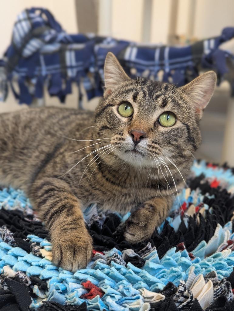 Bobber, a Adoptable mixed breed in Barron, WI image 2/6