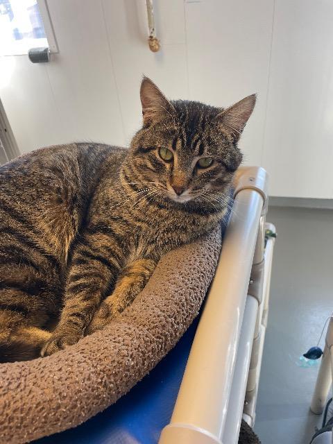 Bobber, a Adoptable mixed breed in Barron, WI image 3/6