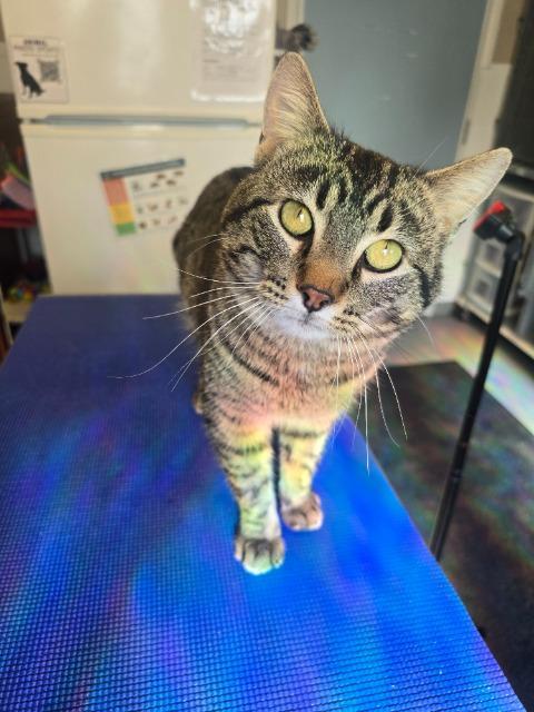 Enlarge Bobber, a Adoptable mixed breed in Barron, WI image 1/5