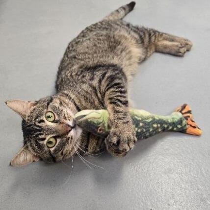 Bobber, a Adoptable mixed breed in Barron, WI image 4/6