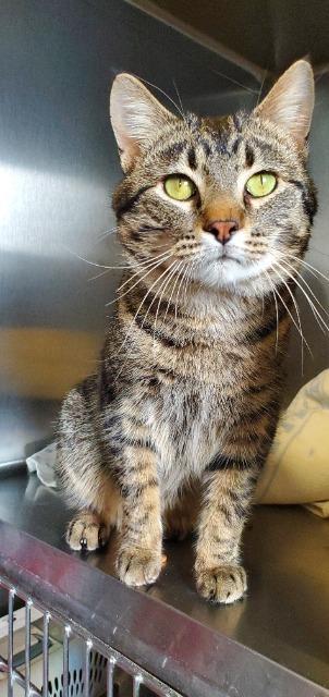 Enlarge Bobber, a Adoptable mixed breed in Barron, WI image 2/5