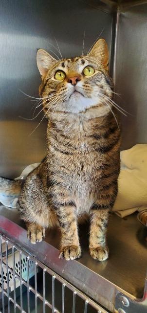 Bobber, a Adoptable mixed breed in Barron, WI image 6/6