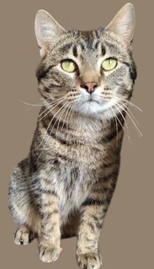 Enlarge Bobber, a Adoptable mixed breed in Barron, WI image 4/5