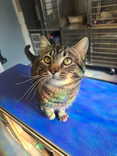 Enlarge Bobber, a Adoptable mixed breed in Barron, WI image 5/5