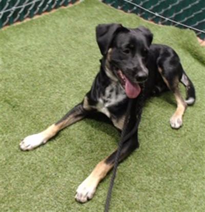 OSLO, Adoptable, Young Male German Shepherd Dog & Mixed Breed.