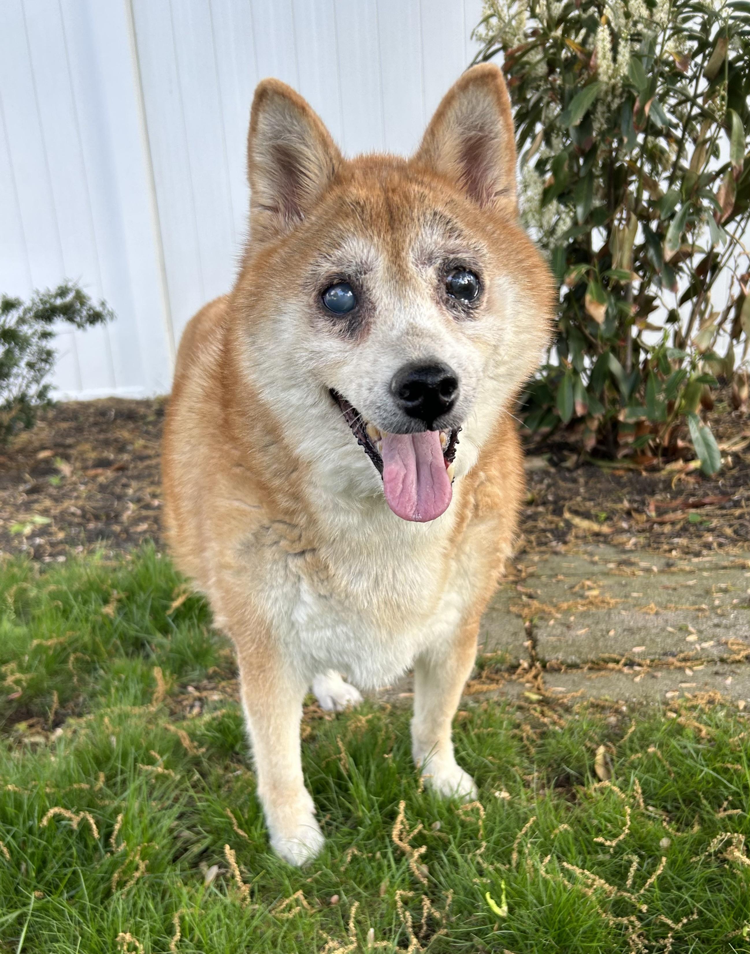 T.J., an adopted Shiba Inu in Closter, NJ image 1/3