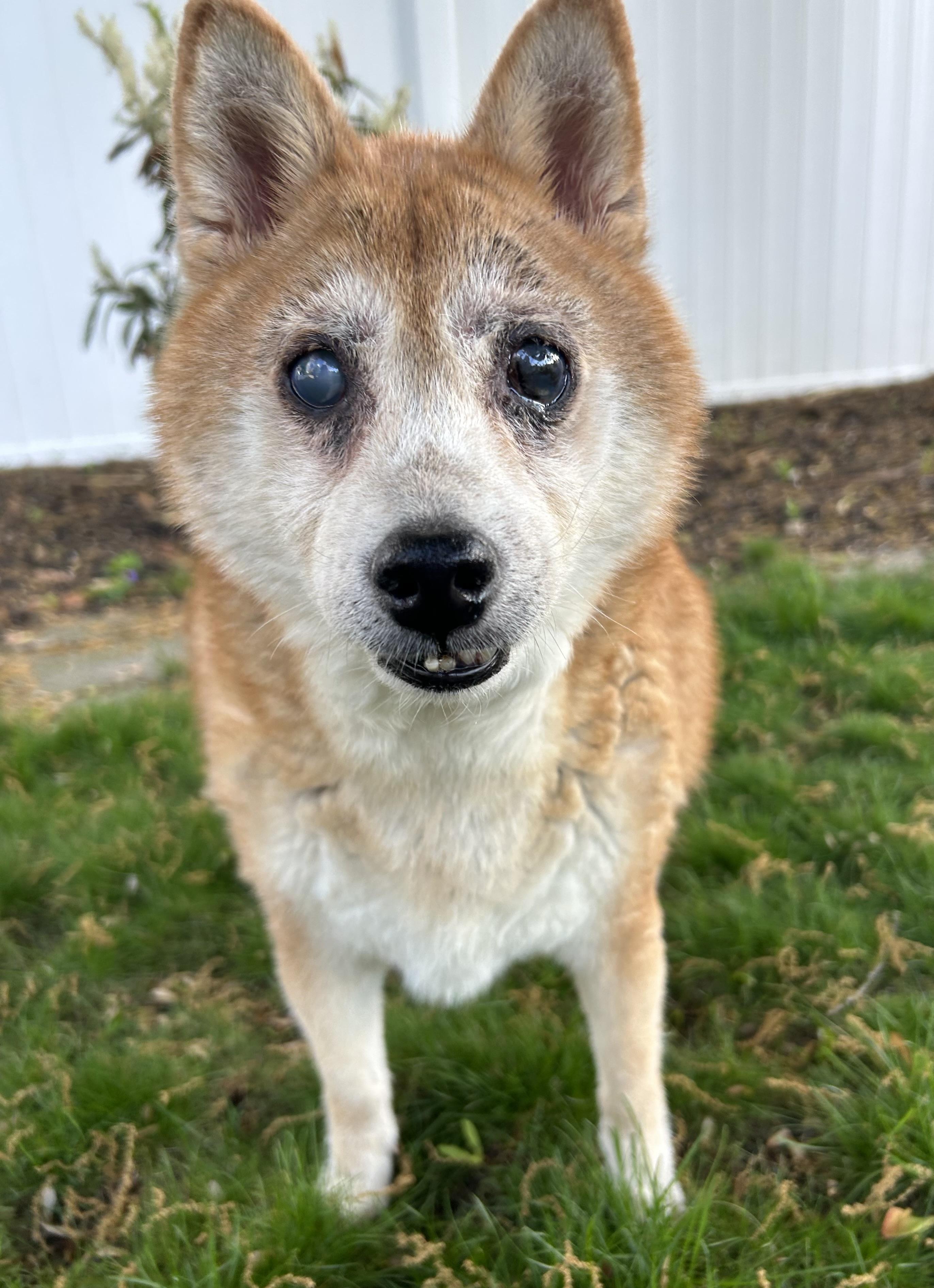 T.J., an adopted Shiba Inu in Closter, NJ image 2/3