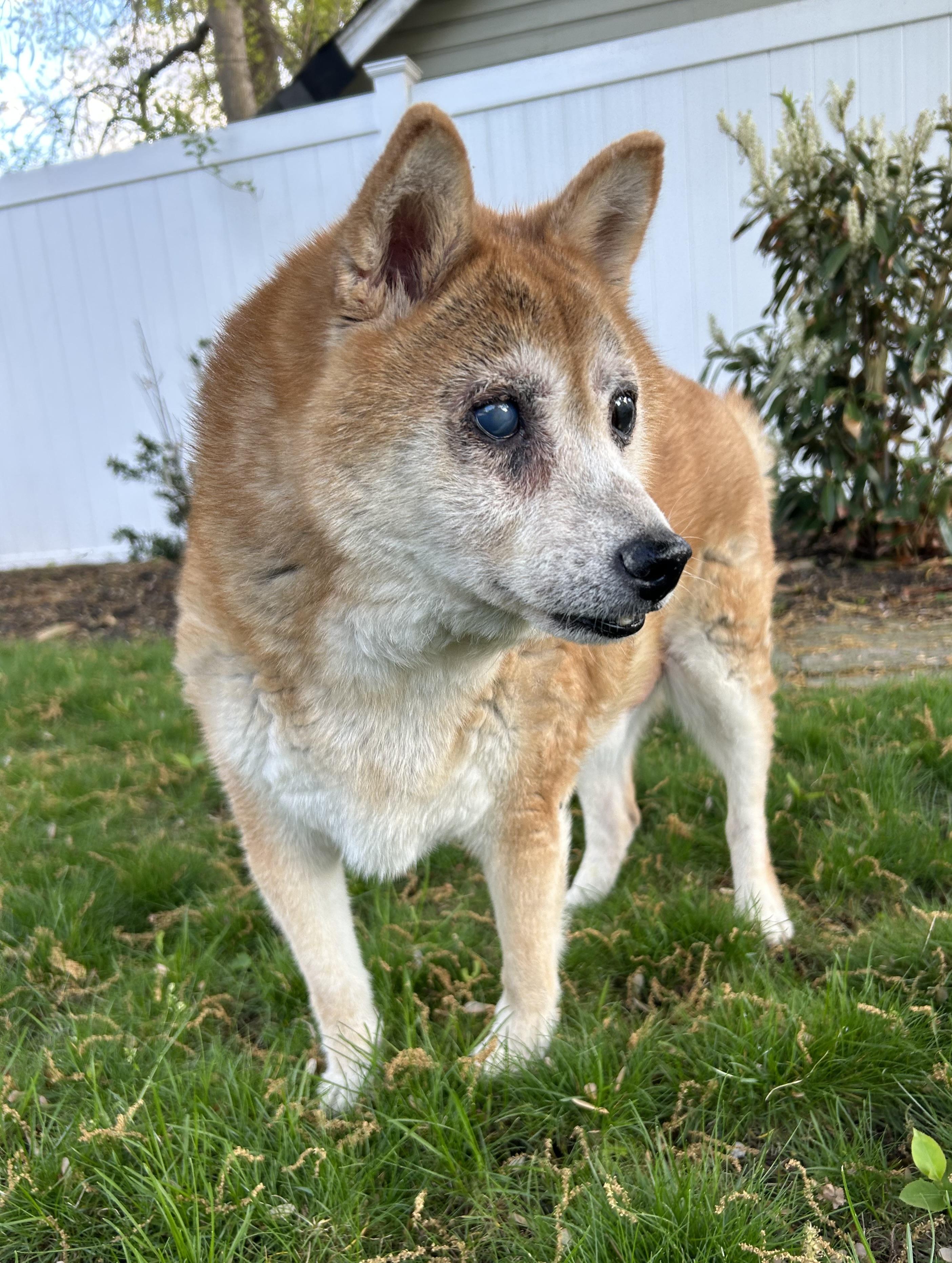 T.J., an adopted Shiba Inu in Closter, NJ image 3/3