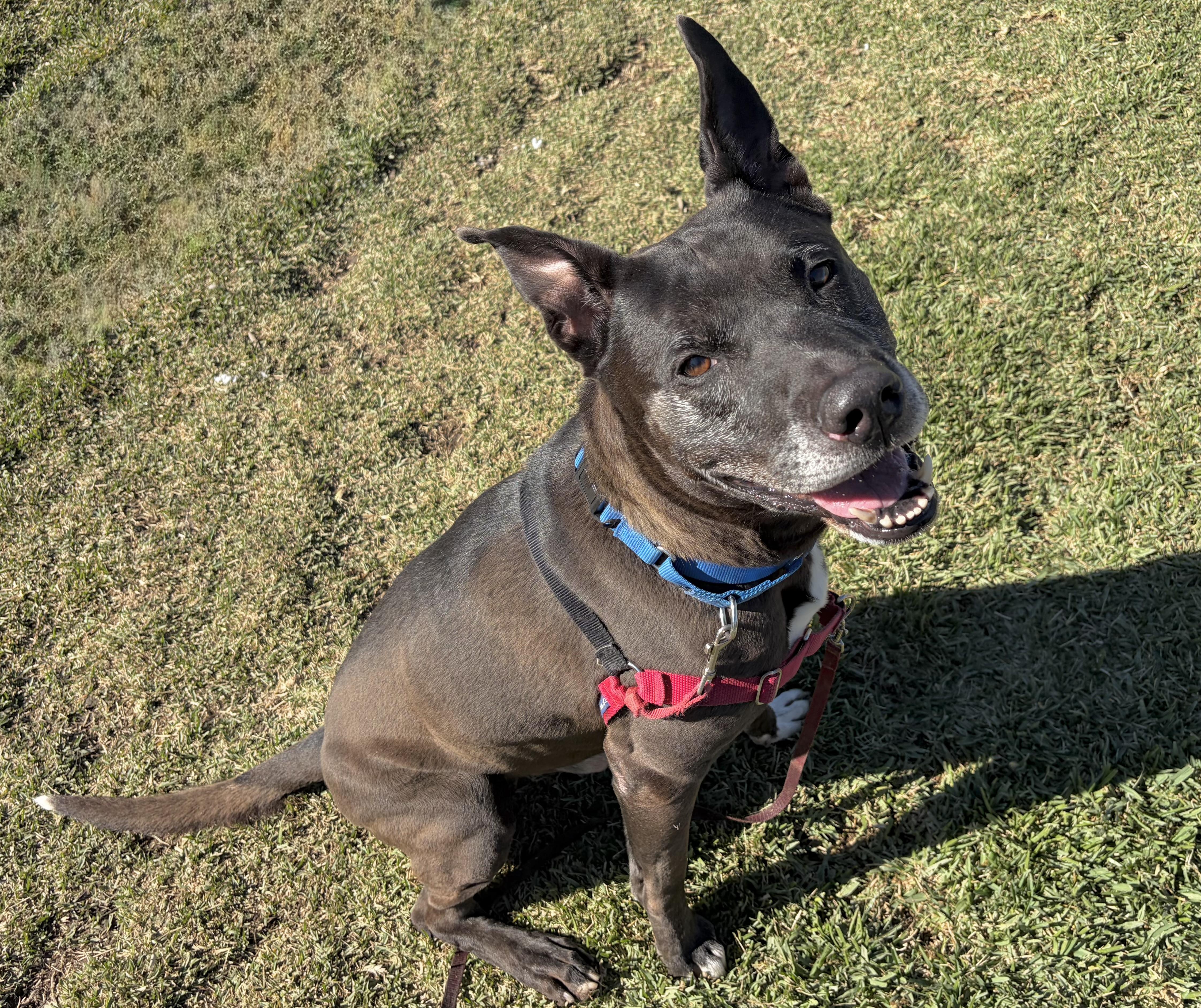 Enlarge SHADOW, a ADOPTABLE German Shepherd Dog in San Clemente, CA image 2/3