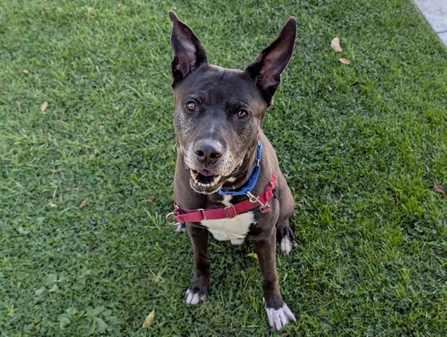 Enlarge SHADOW, a ADOPTABLE German Shepherd Dog in San Clemente, CA image 1/3