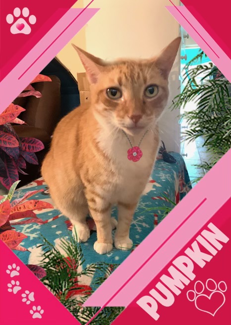 Pumpkin - Kuykendahl Petsmart, Adoptable, Adult Female Domestic Short Hair.