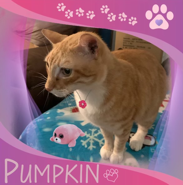 Pumpkin - Kuykendahl Petsmart, a Adoptable Domestic Short Hair in Spring, TX image 2/2