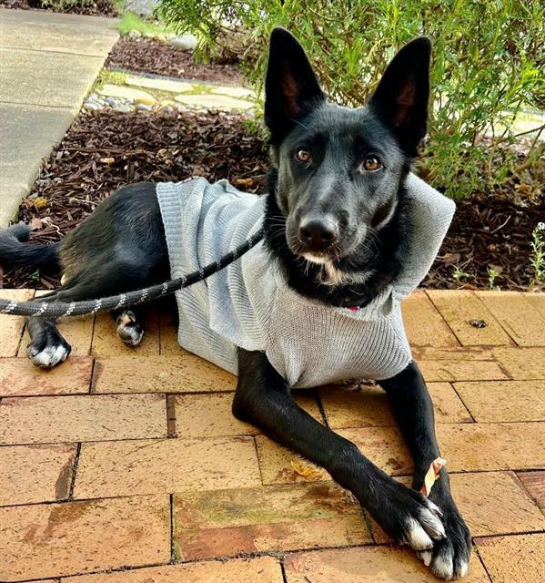 Enlarge BONAVITA, a Adoptable Border Collie in Sacramento, CA image 1/1