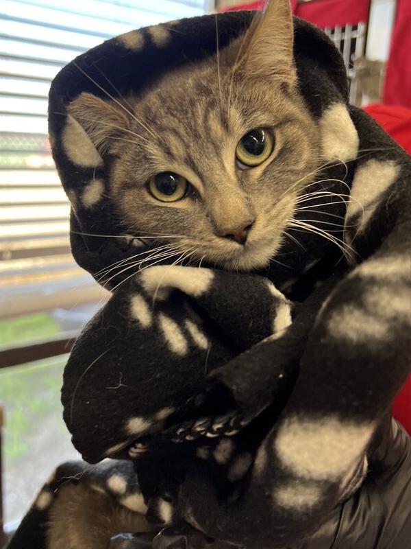 Enlarge Tiger, a Adopted Domestic Short Hair in Stockton, CA image 1/1