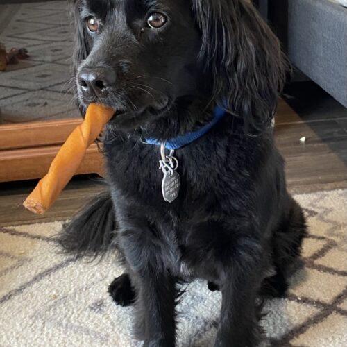 Enlarge Chewbacca H  26-25016-3, a Adoptable mixed breed in Parker, CO image 2/4