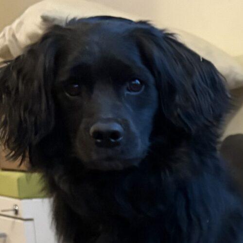 Enlarge Chewbacca H  26-25016-3, a Adoptable mixed breed in Parker, CO image 4/5