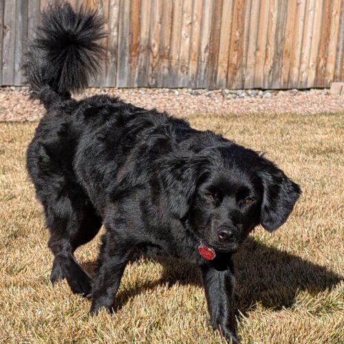 Enlarge Chewbacca H  26-25016-3, a Adoptable mixed breed in Parker, CO image 4/4