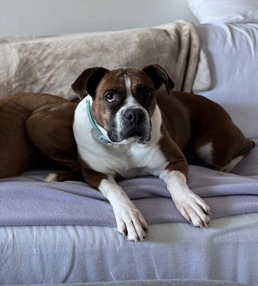 Enlarge Kardi, a Adoptable Boxer in Stanwood, WA image 1/3