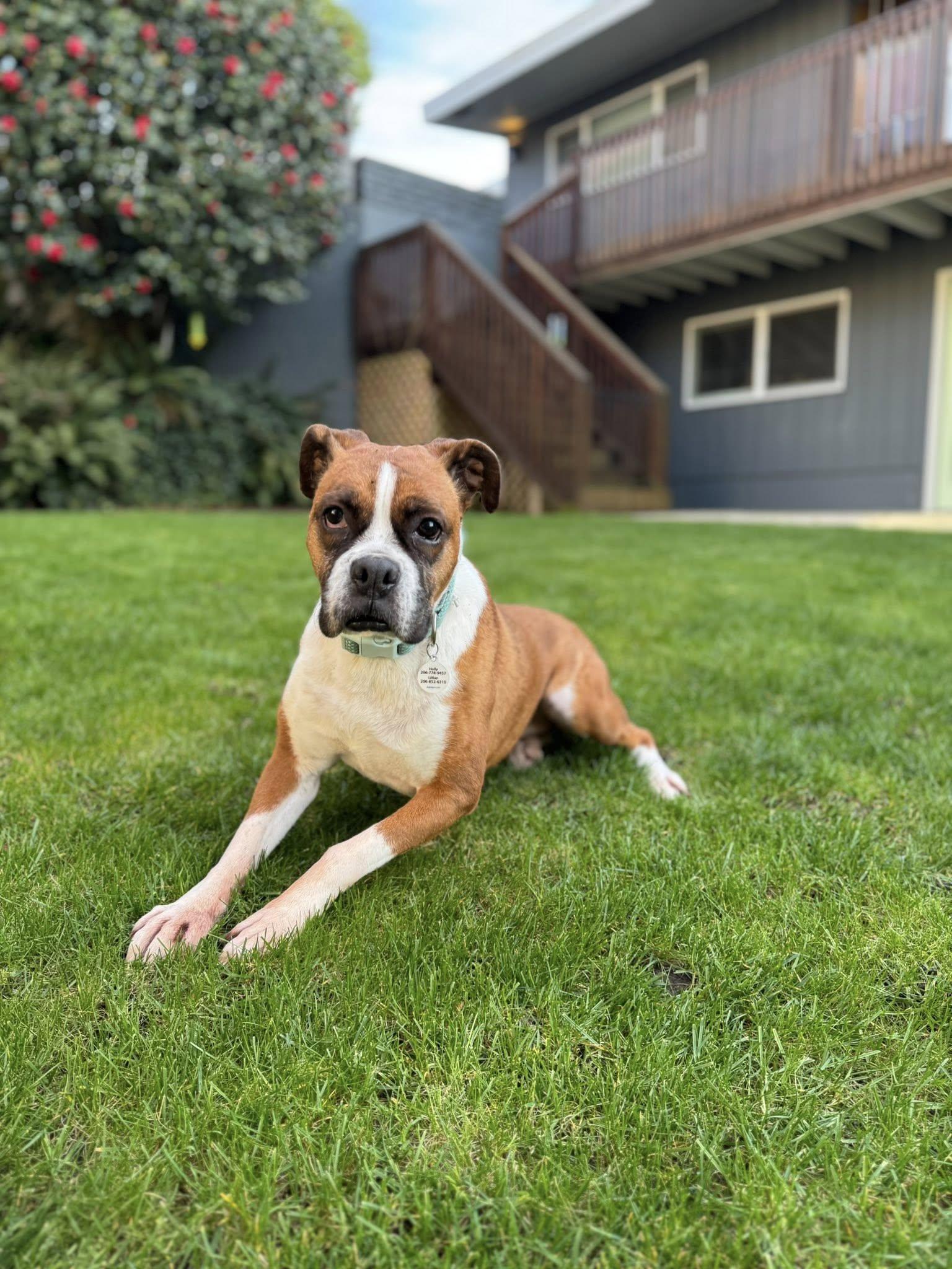Kardi, Adoptable, Adult Female Boxer.