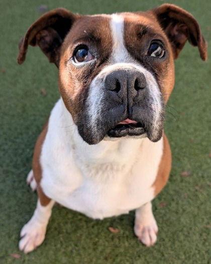 Enlarge Kardi, a Adoptable Boxer in Stanwood, WA image 2/3