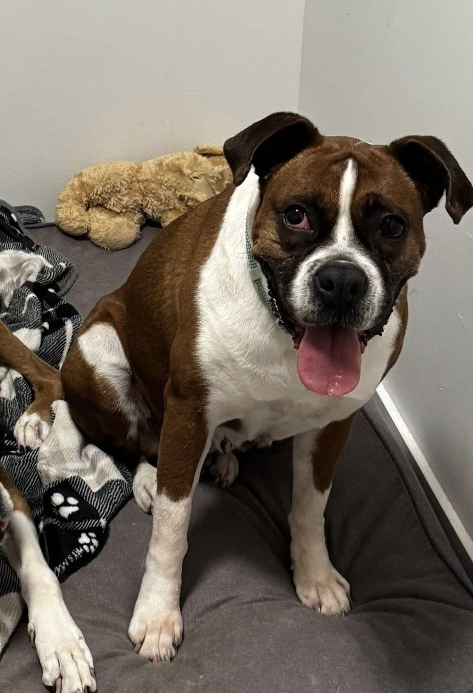 Enlarge Kardi, a Adoptable Boxer in Stanwood, WA image 3/3