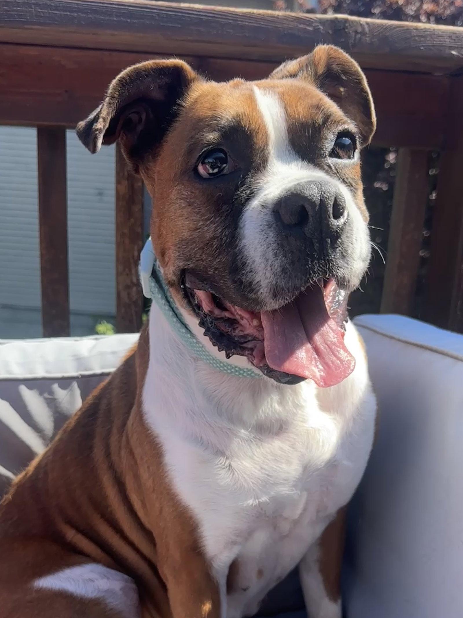 Enlarge Kardi, a Adoptable Boxer in Stanwood, WA image 2/3