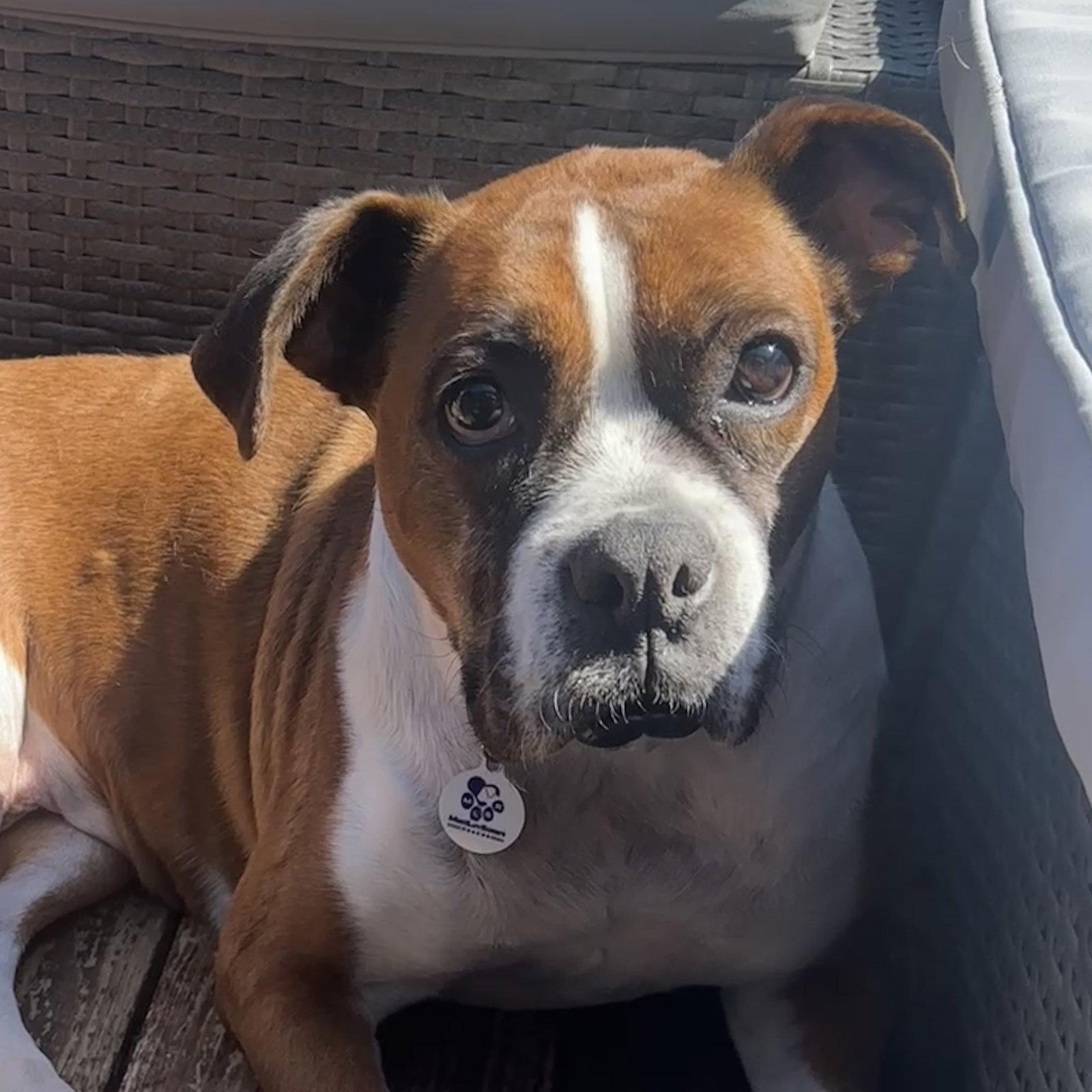 Enlarge Kardi, a Adoptable Boxer in Stanwood, WA image 3/3