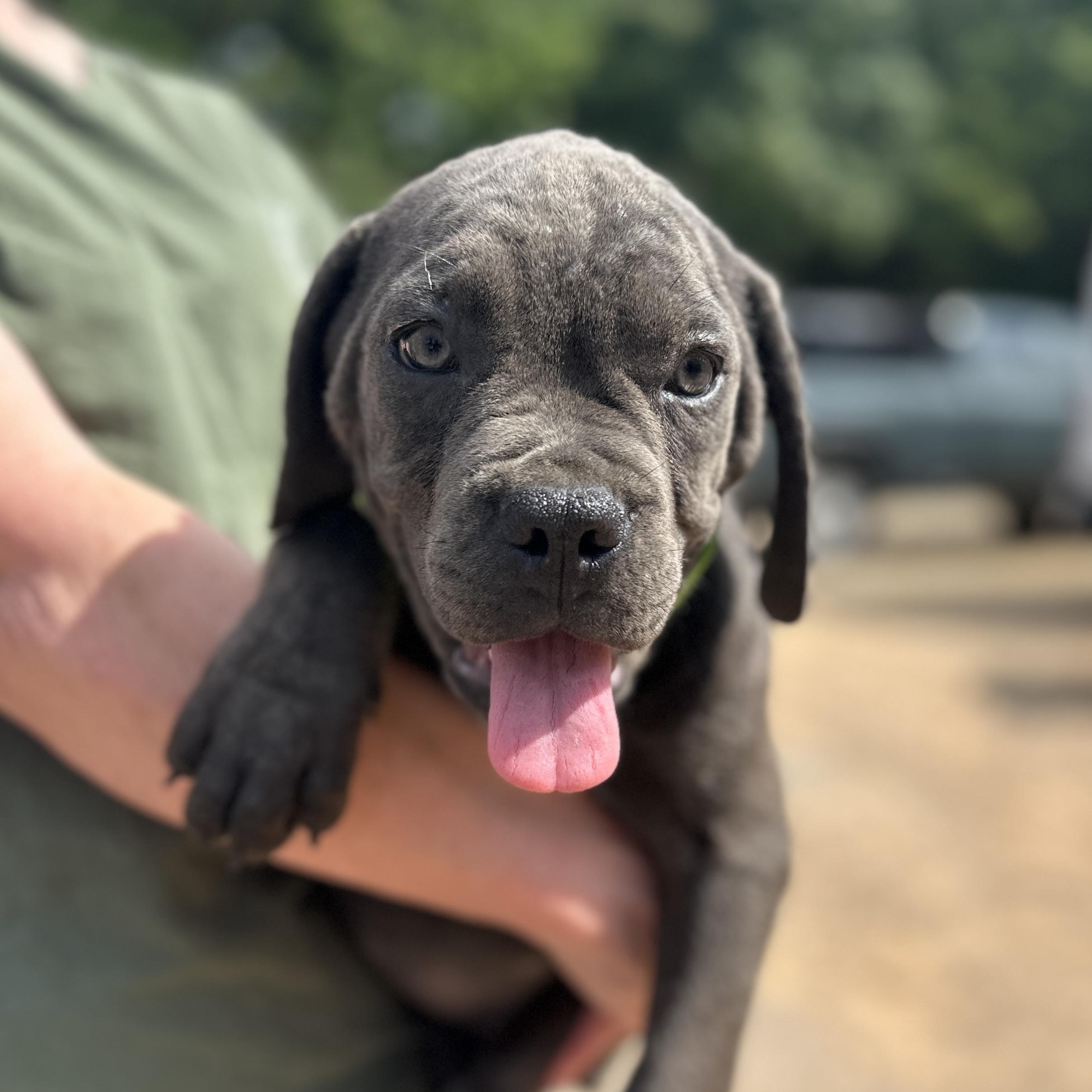 Rhea Ripley, an adopted Cane Corso in Columbia, SC image 1/3