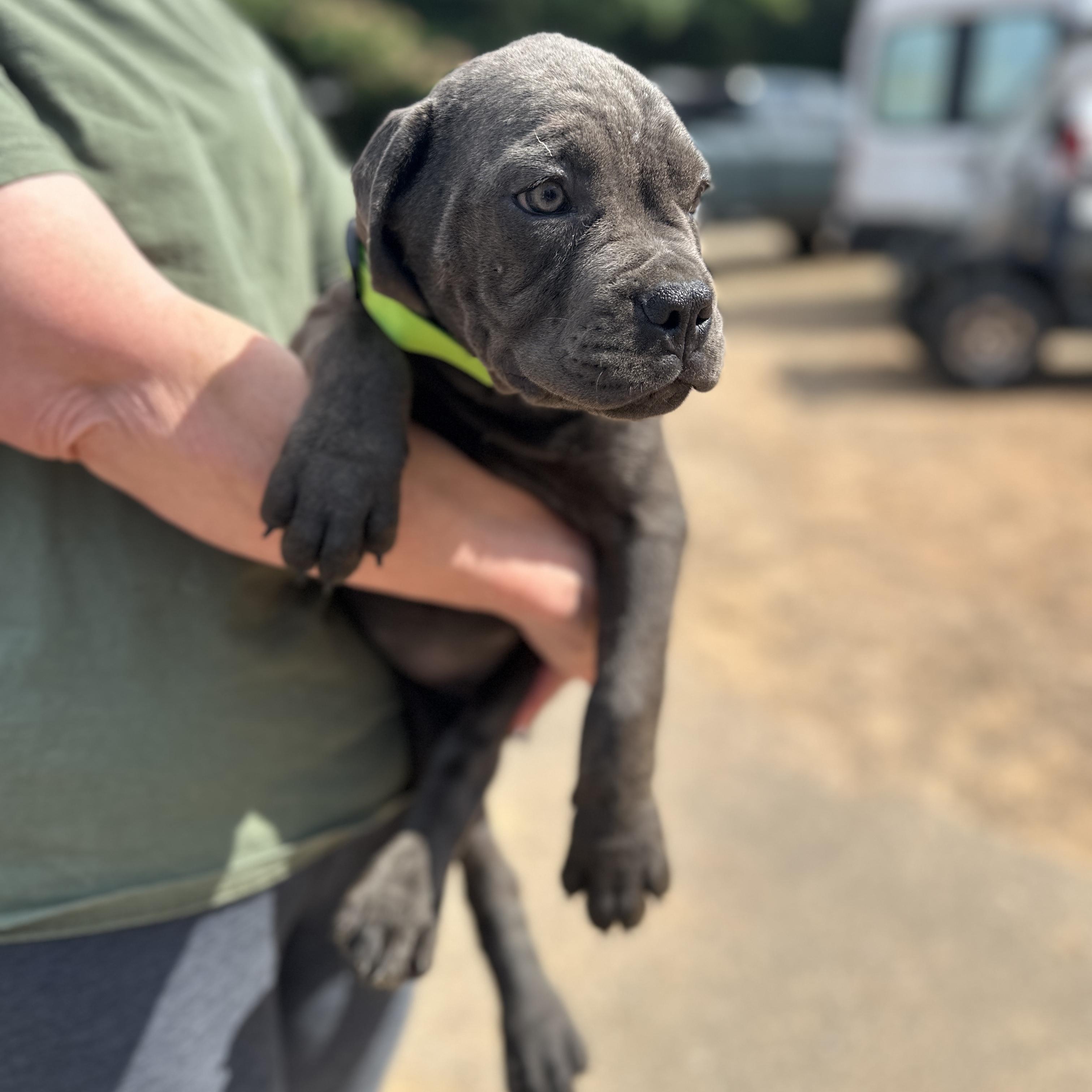 Rhea Ripley, an adopted Cane Corso in Columbia, SC image 2/3