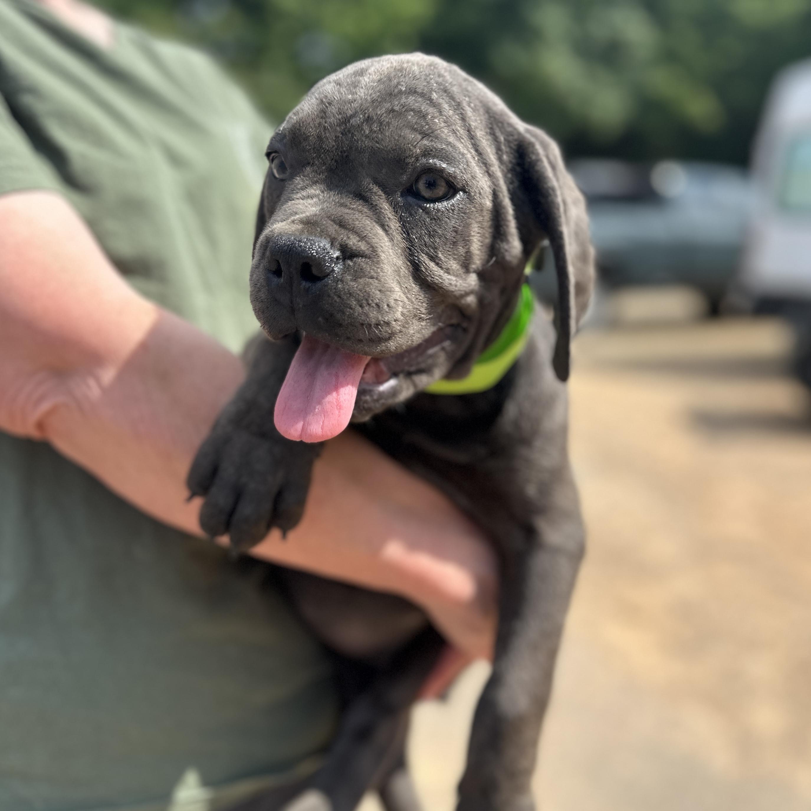 Rhea Ripley, an adopted Cane Corso in Columbia, SC image 3/3