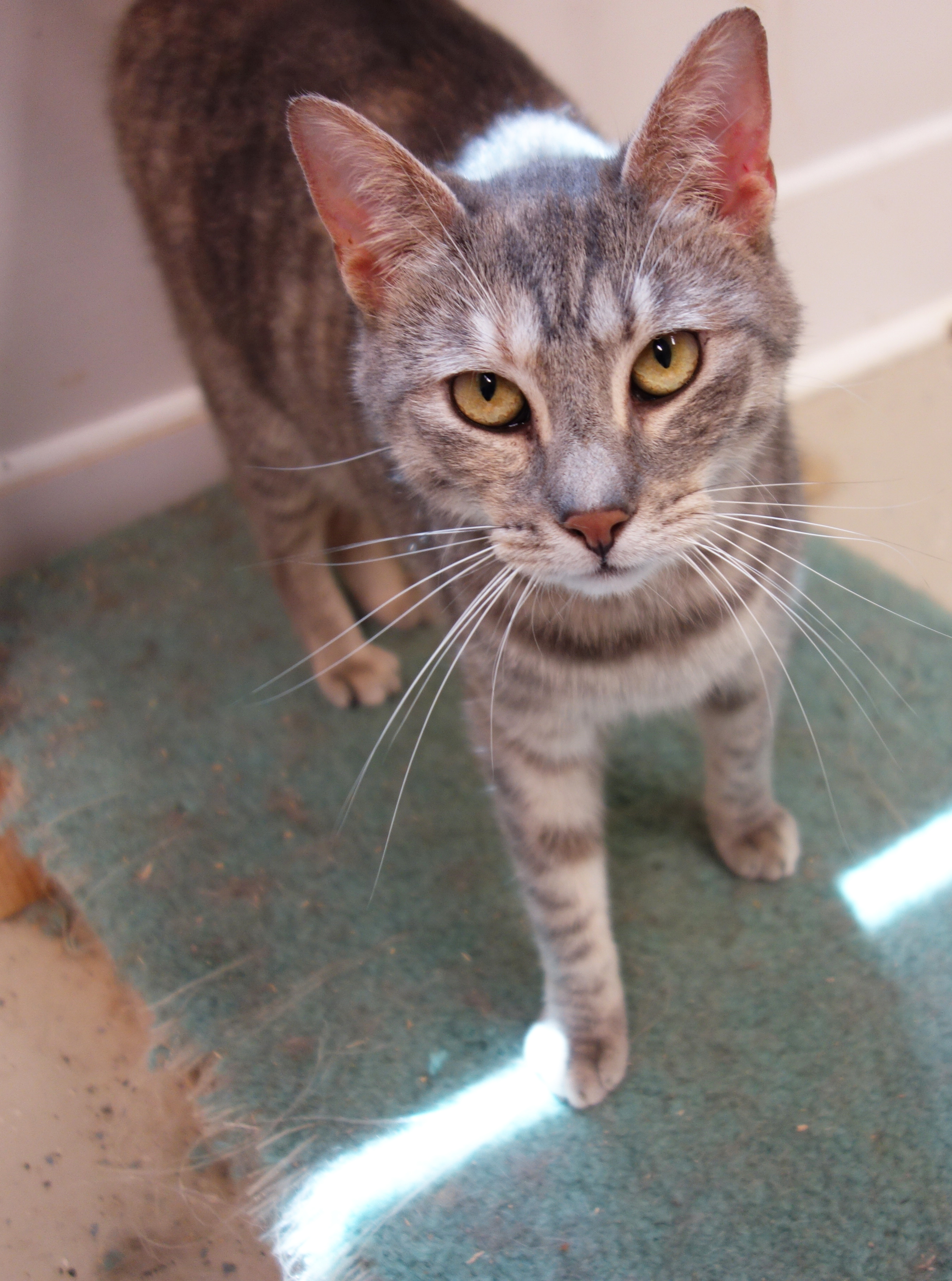 Audra, Adoptable, Senior Female Domestic Short Hair.