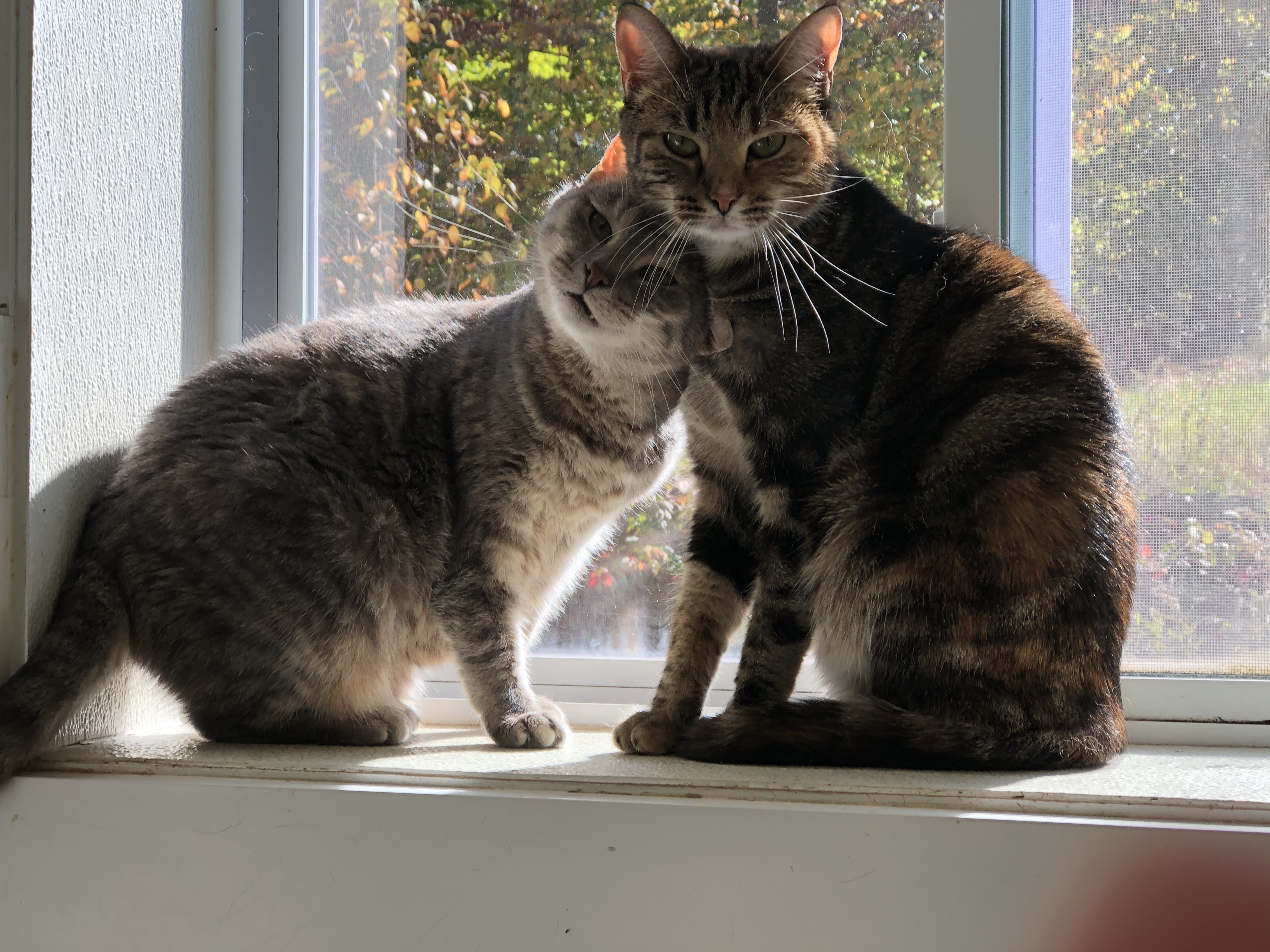 Enlarge Audra, a Adoptable Domestic Short Hair in Gouldsboro, PA image 2/6