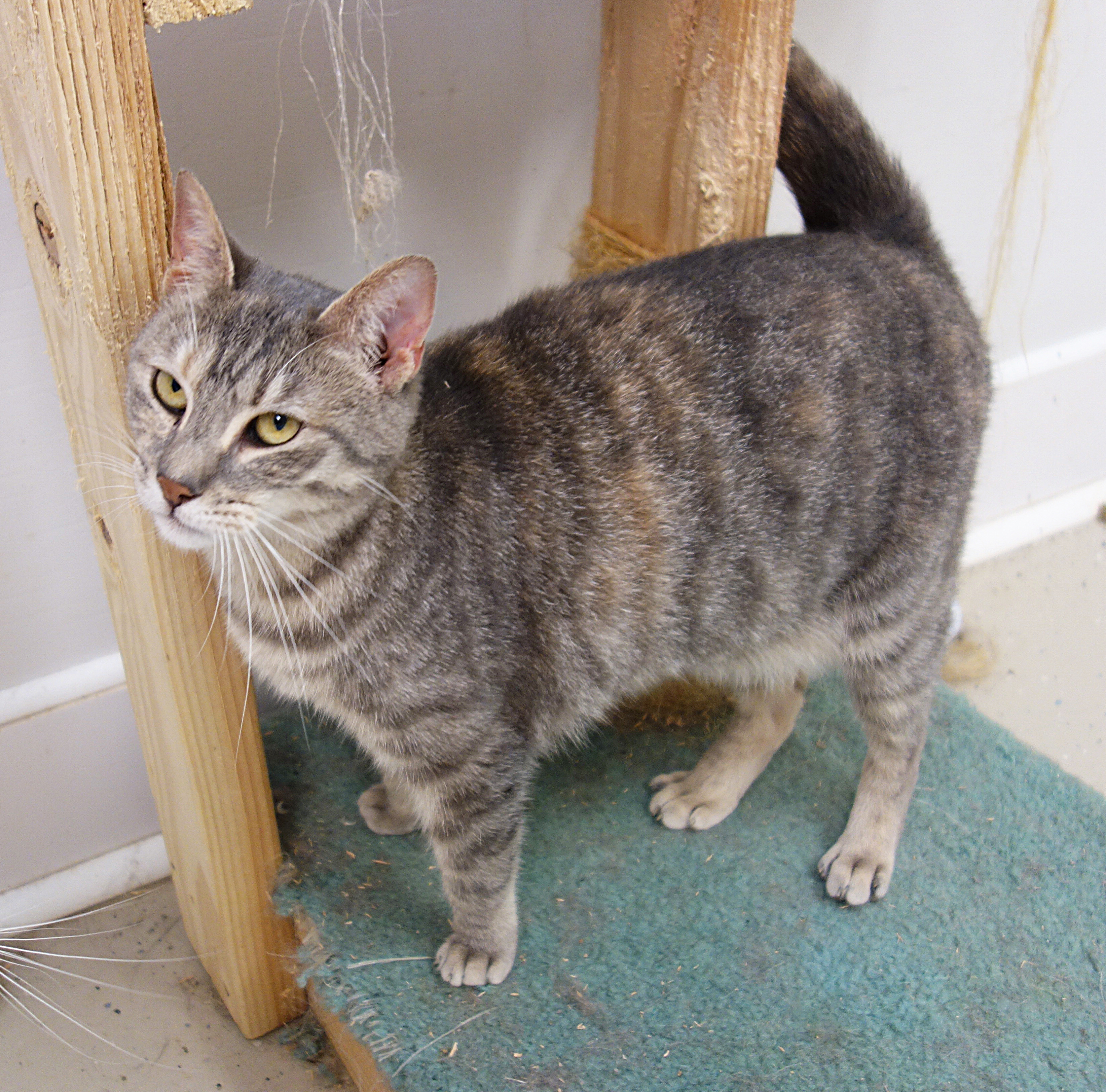 Enlarge Audra, a Adoptable Domestic Short Hair in Gouldsboro, PA image 3/6