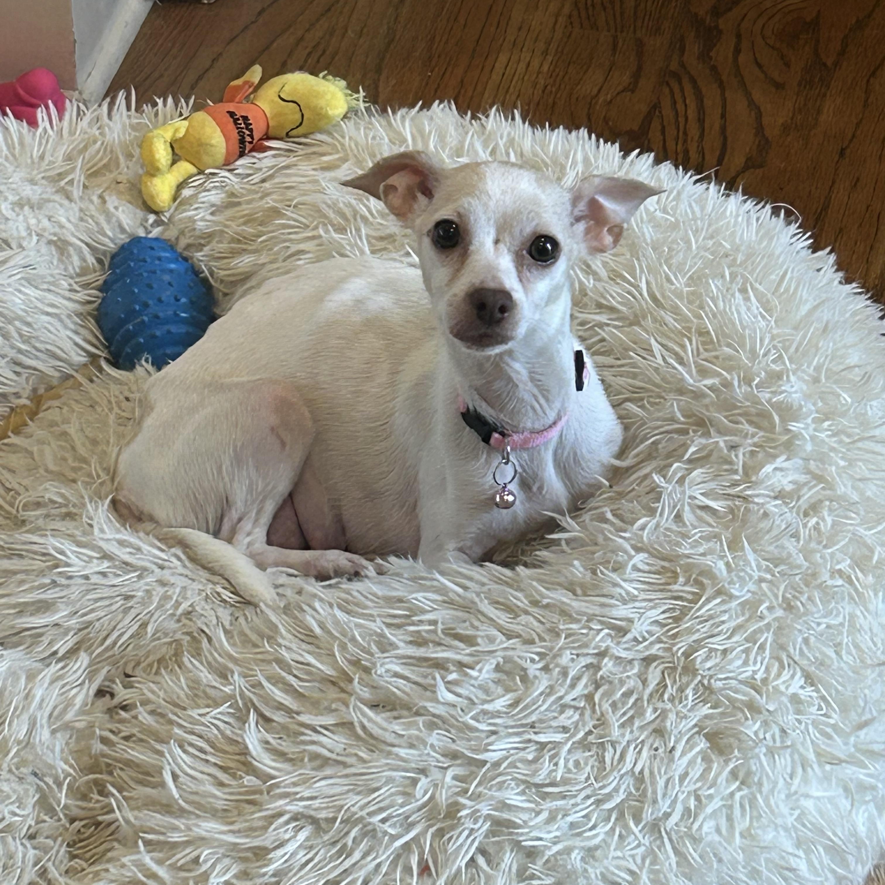 Enlarge Lola 2026-46, a Adoptable Chihuahua in Winder, GA image 1/1