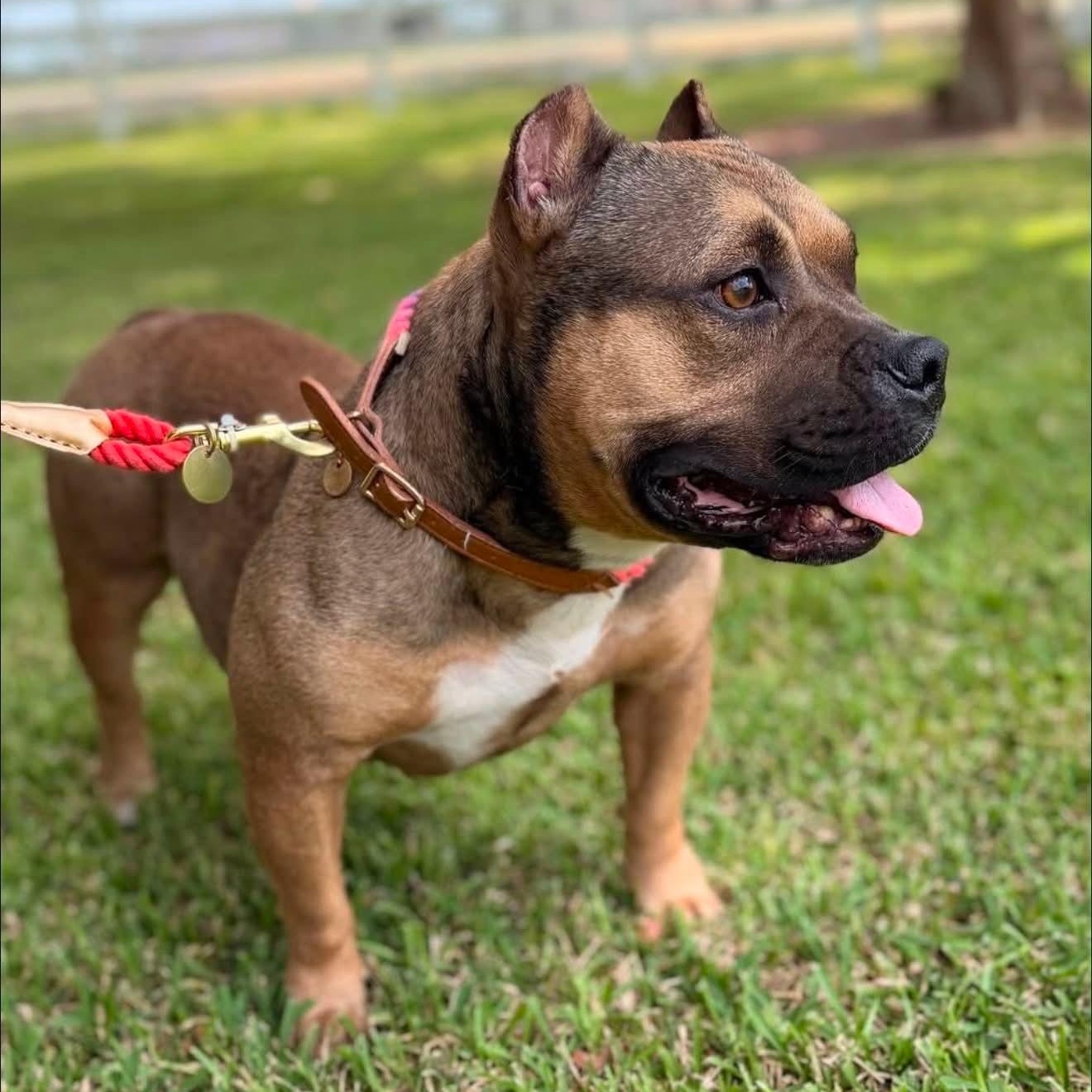 Enlarge Jade, a ADOPTABLE American Bully in New Orleans, LA image 2/3
