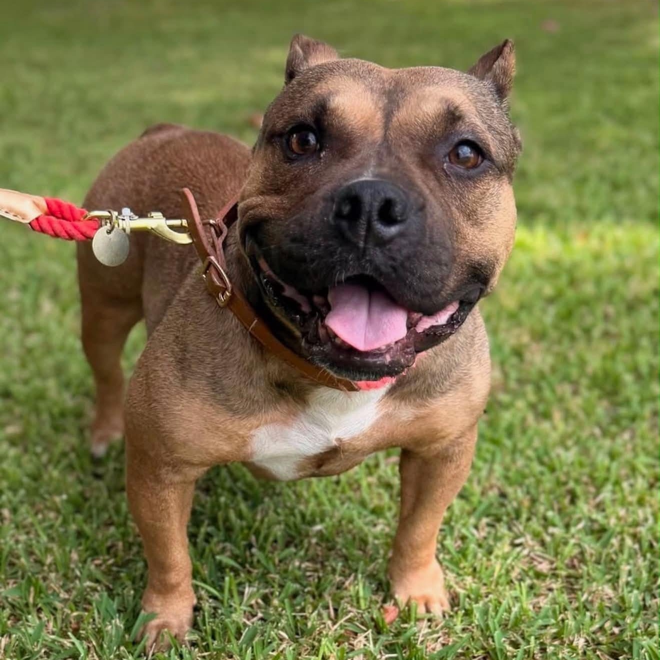 Jade, ADOPTABLE, Senior Female American Bully.