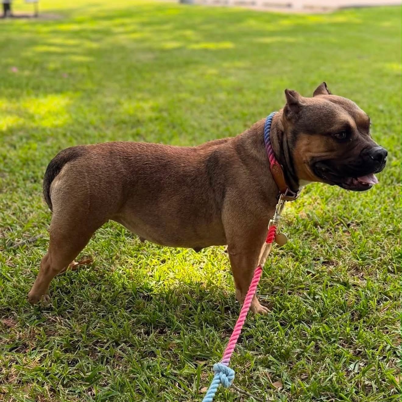 Enlarge Jade, a ADOPTABLE American Bully in New Orleans, LA image 3/3