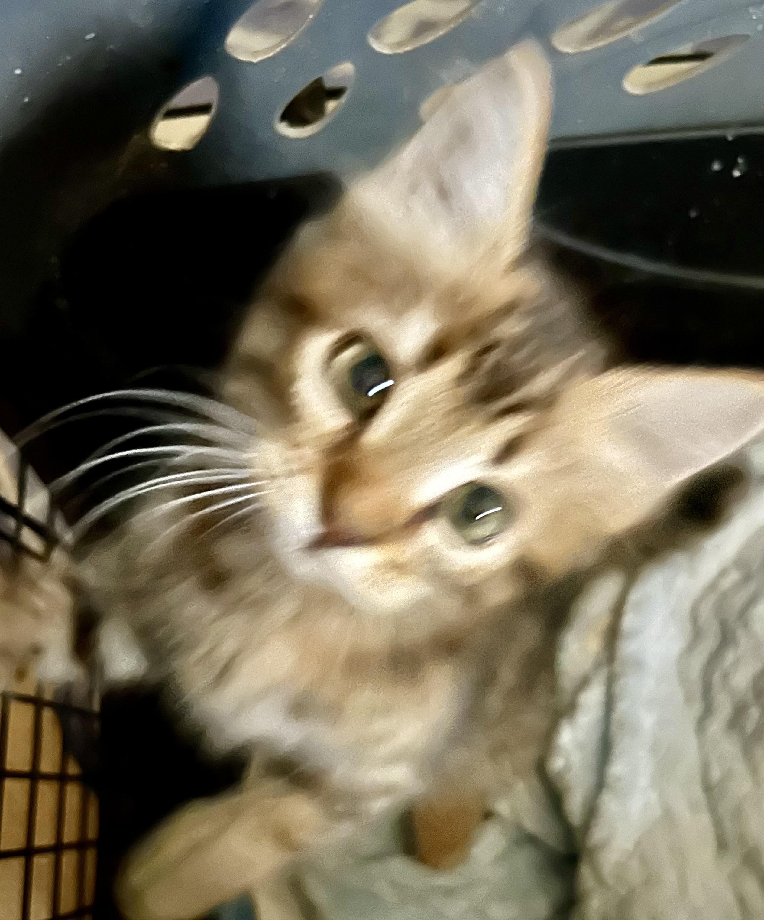 Freckle Maine Coon Cat
