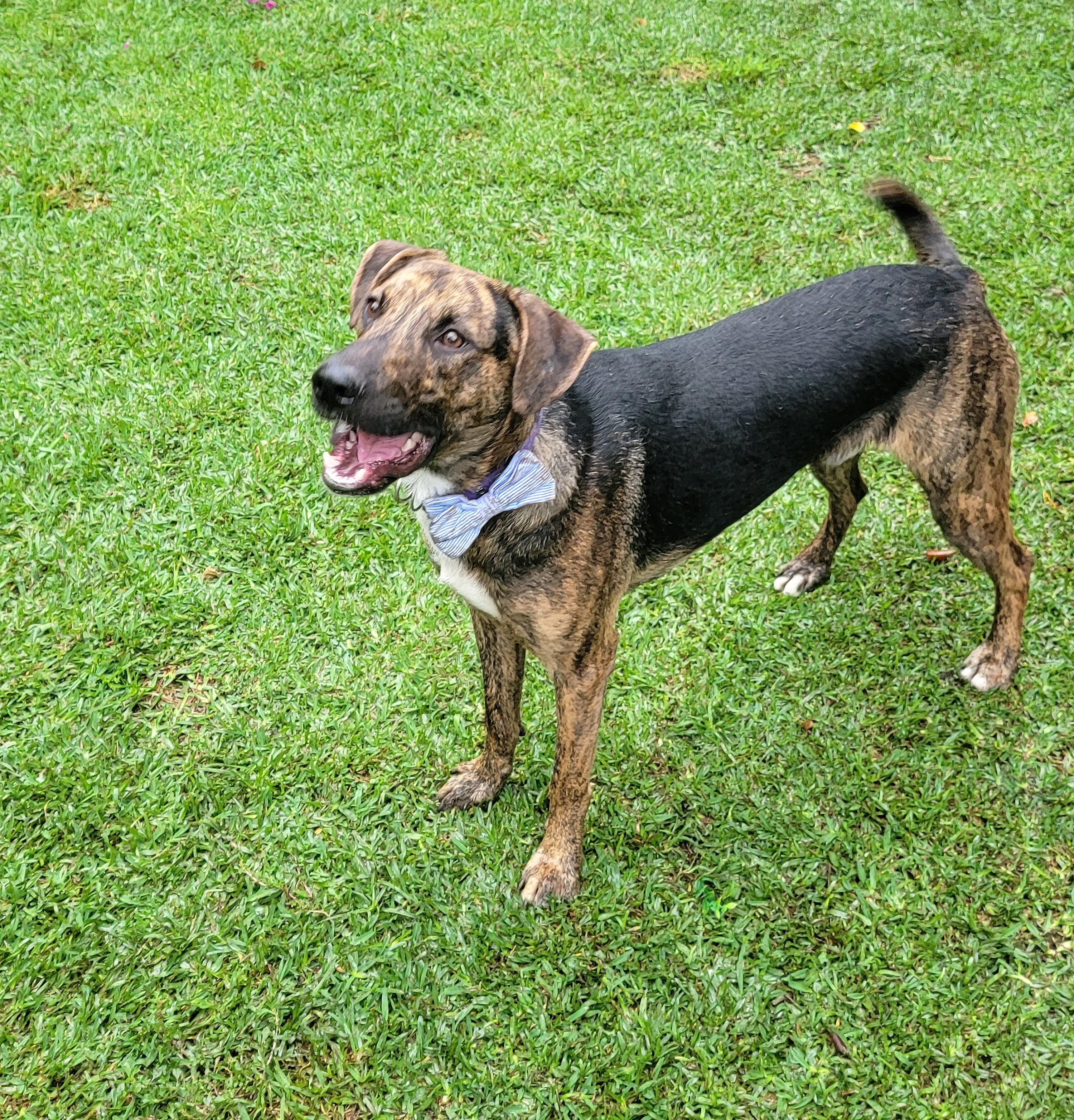 Enlarge Oscar, a ADOPTABLE Plott Hound in San Francisco, CA image 2/3