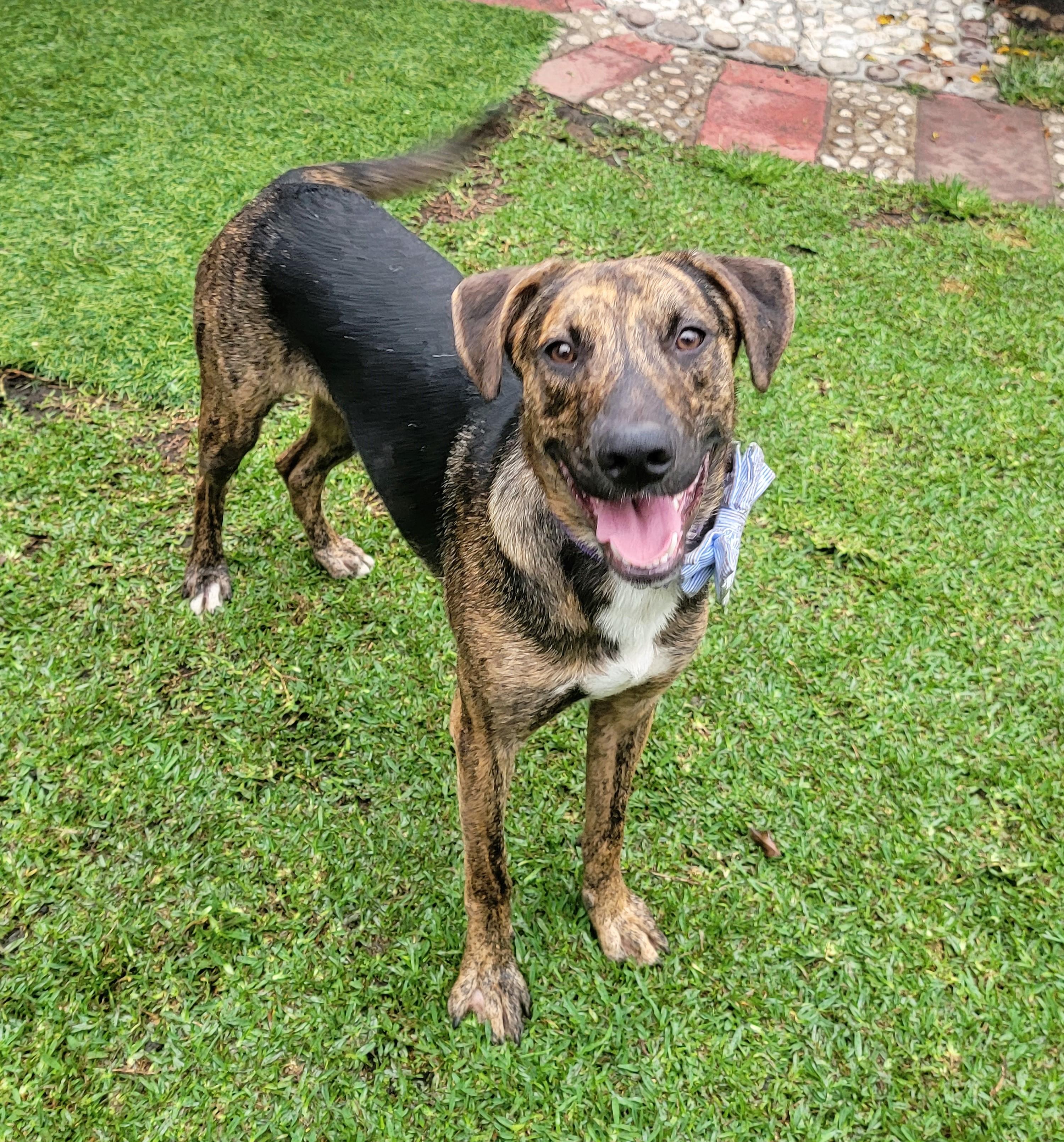 Enlarge Oscar, a ADOPTABLE Plott Hound in San Francisco, CA image 1/3