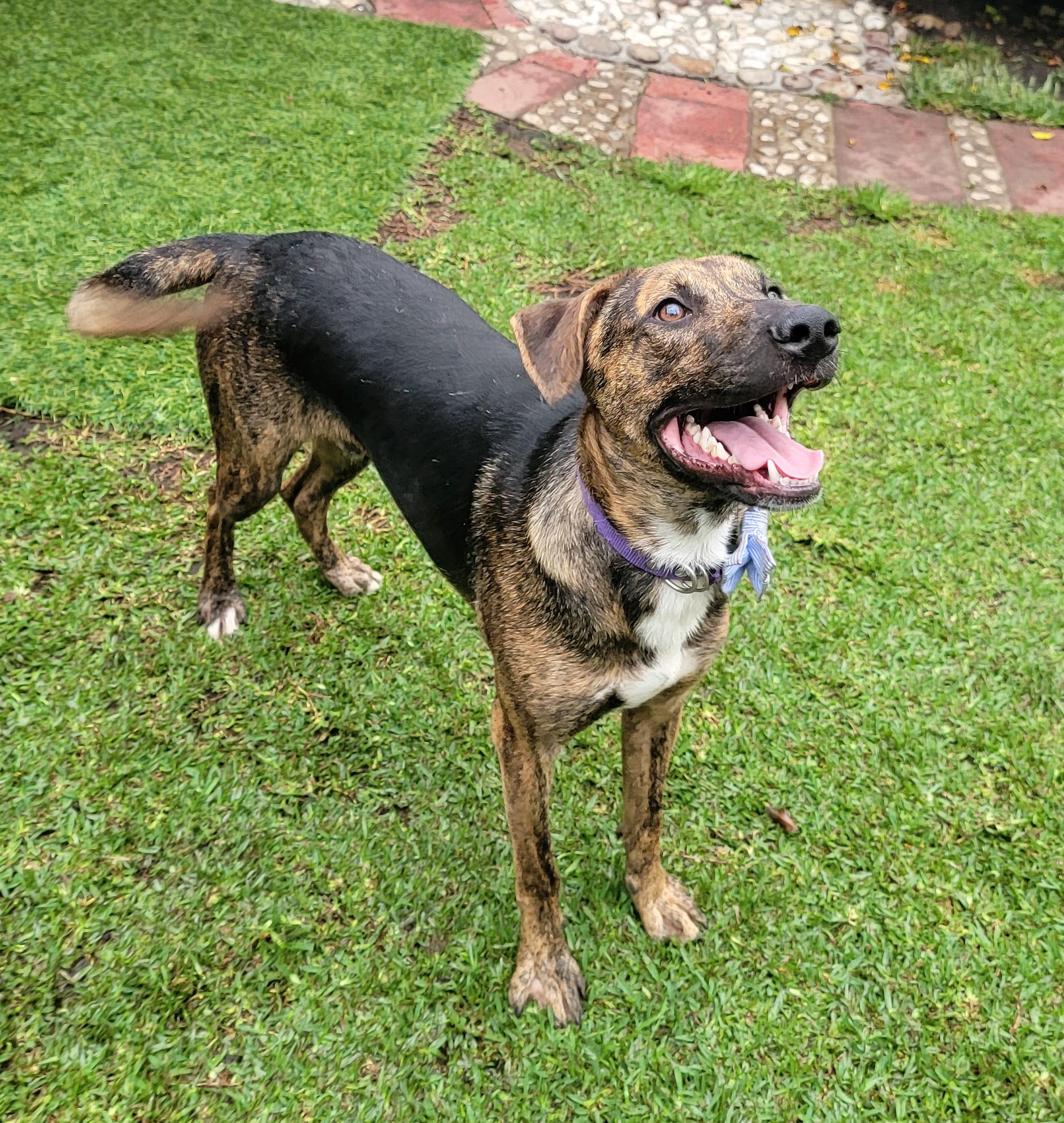 Enlarge Oscar, a ADOPTABLE Plott Hound in San Francisco, CA image 3/3