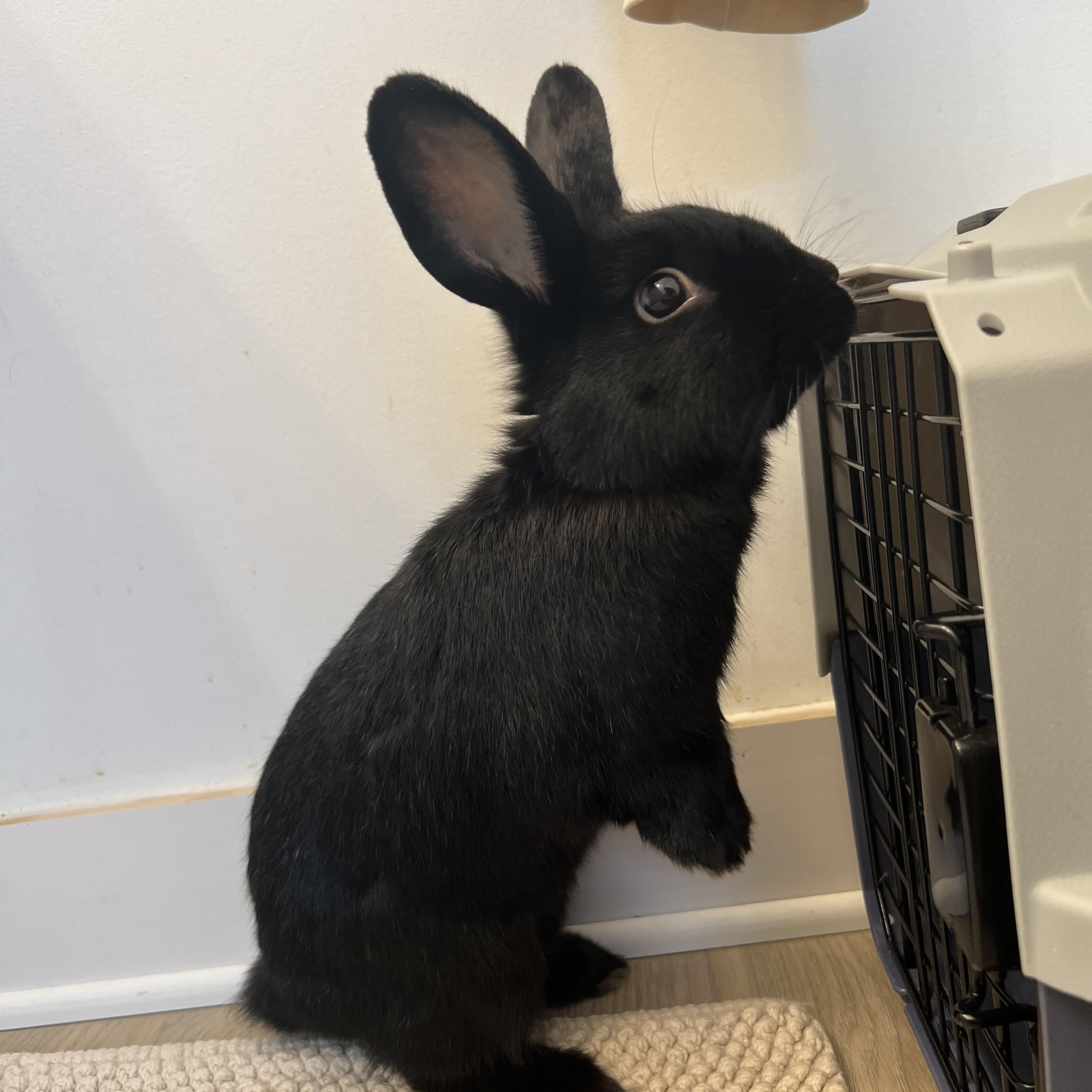 Enlarge Benny and Pandora, a Adopted mixed breed in Bangor, PA image 2/3