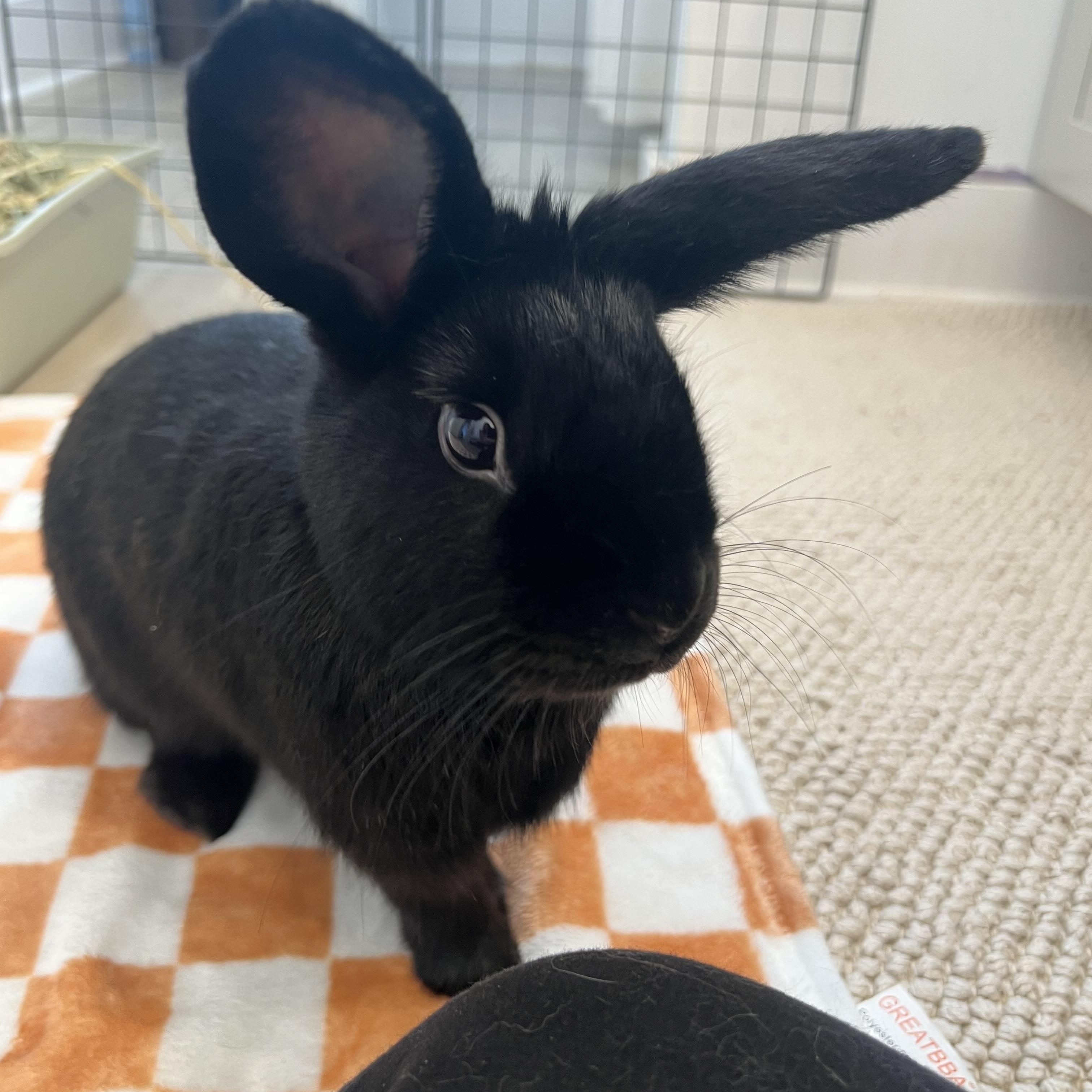Enlarge Benny and Pandora, a Adopted mixed breed in Bangor, PA image 3/3