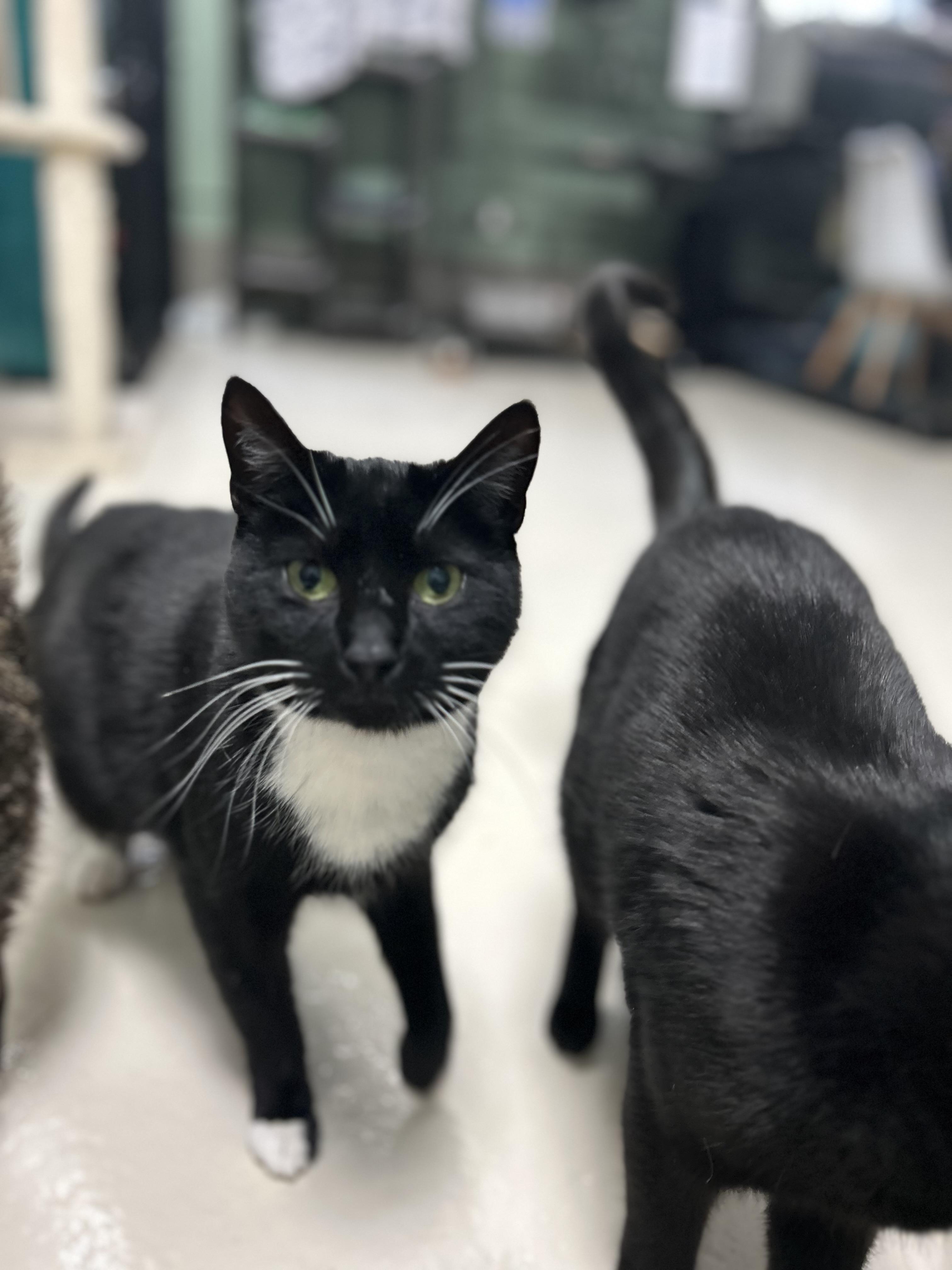 Midnight: The Dapper Conversationalist, a ADOPTABLE Domestic Short Hair in West Nyack, NY image 1/5