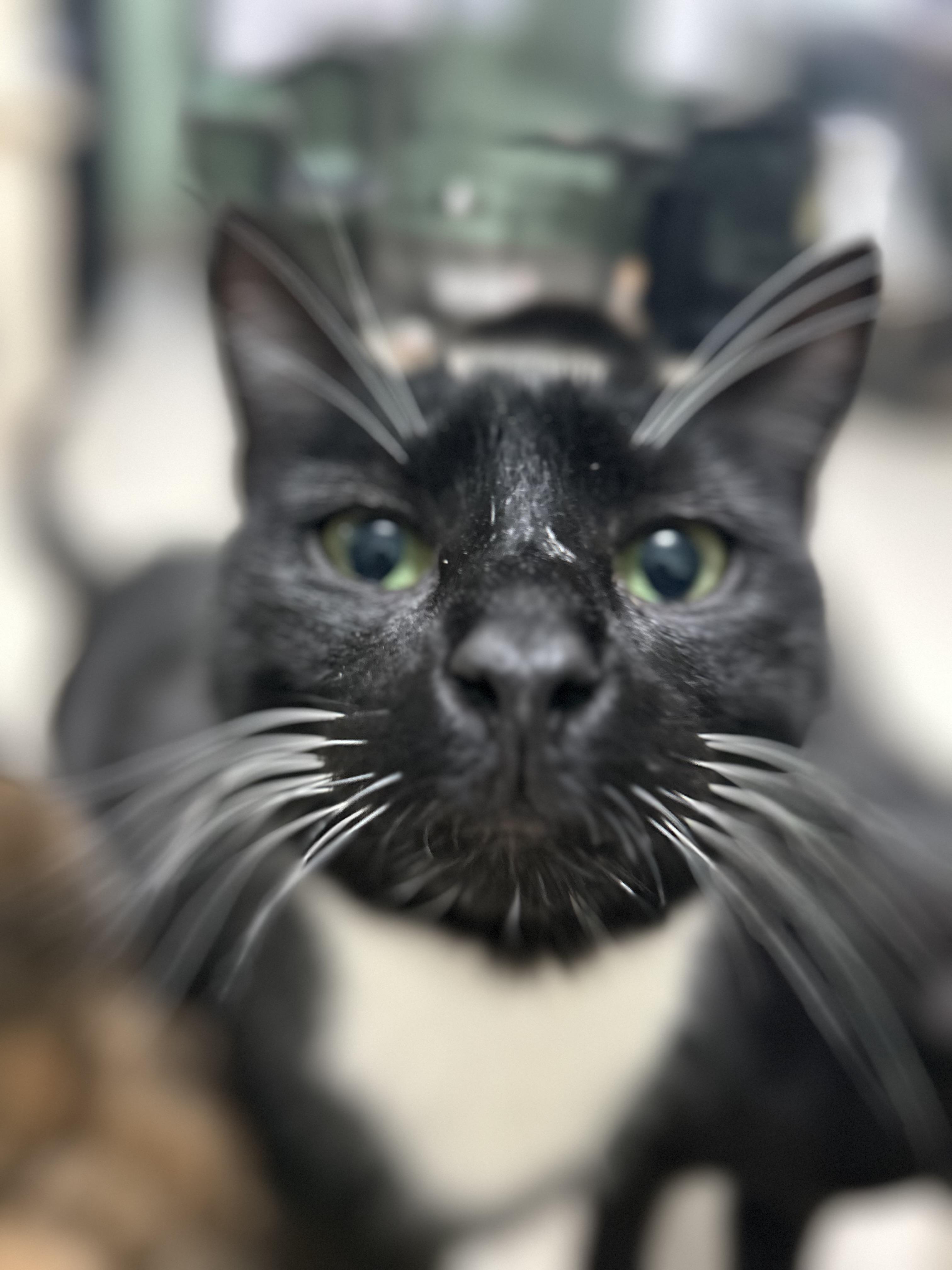 Midnight: The Dapper Conversationalist, a ADOPTABLE Domestic Short Hair in West Nyack, NY image 2/5