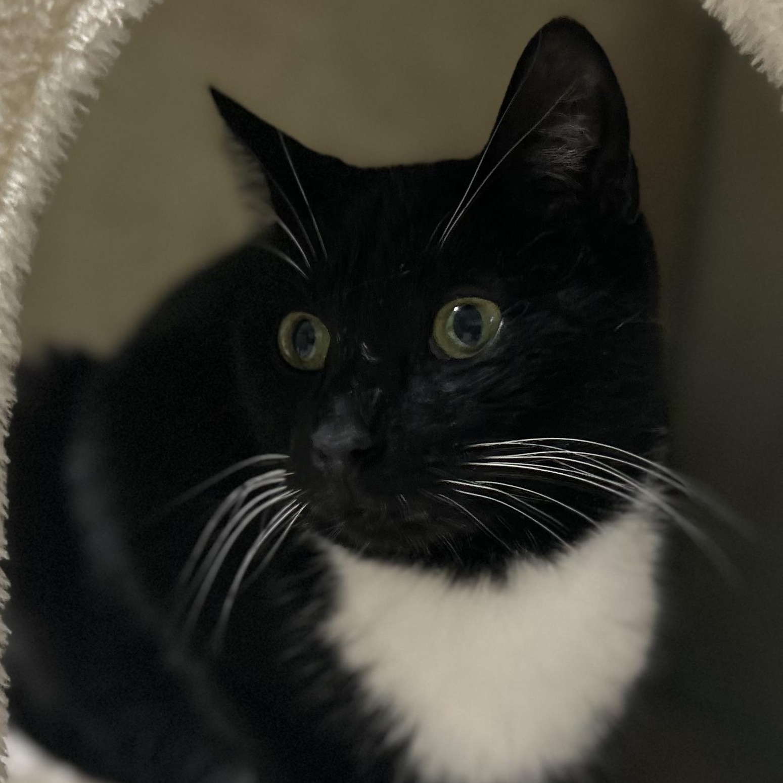 Midnight: The Dapper Conversationalist, a ADOPTABLE Domestic Short Hair in West Nyack, NY image 3/5