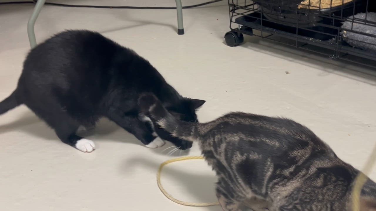 Enlarge Midnight: The Dapper Conversationalist, a ADOPTABLE Domestic Short Hair in West Nyack, NY video 5/5