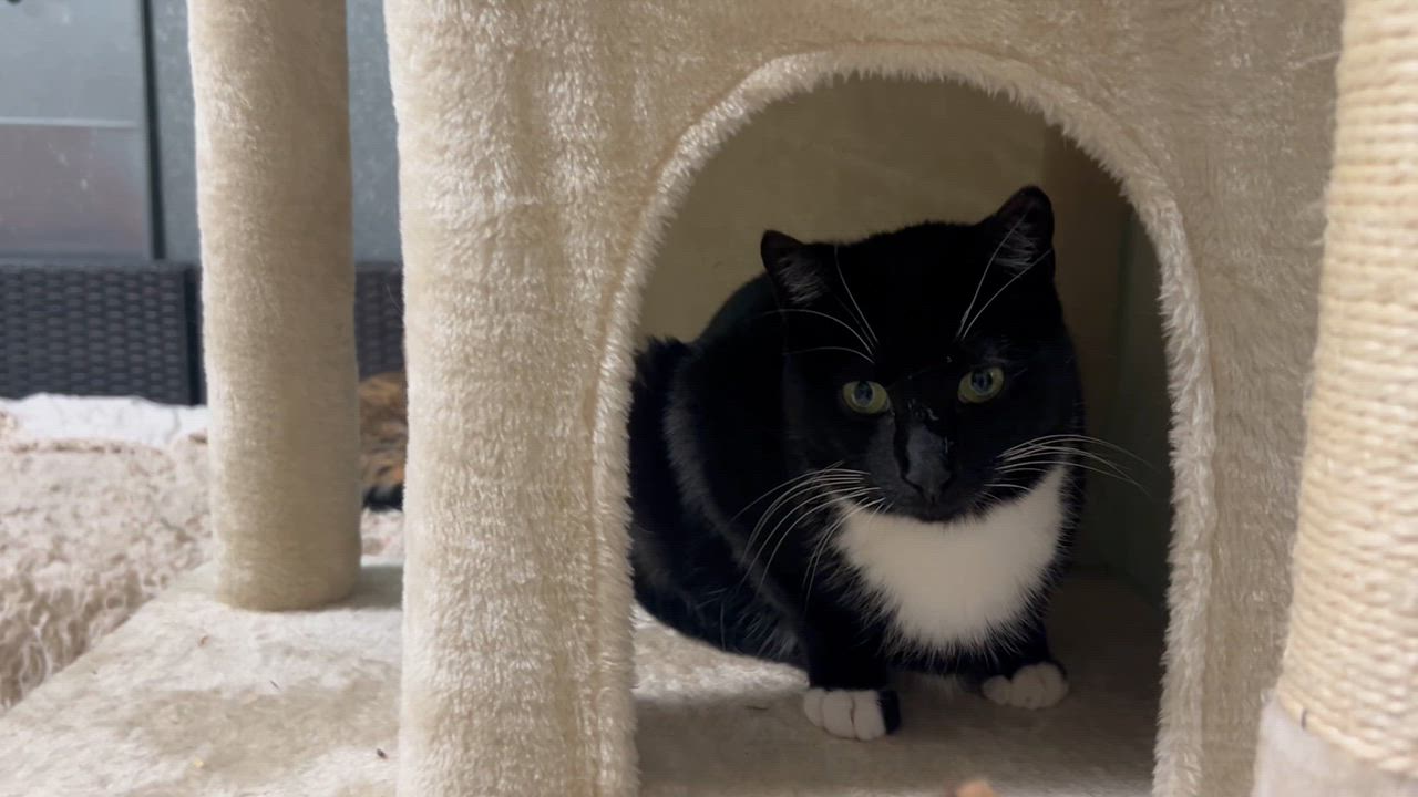 Enlarge Midnight: The Dapper Conversationalist, a ADOPTABLE Domestic Short Hair in West Nyack, NY video 4/5